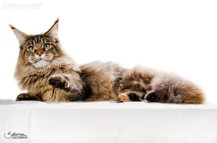 ロイヤルカナン・猫種別・メインクーン成猫用